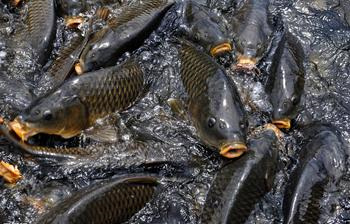 鯉魚的選購(gòu)與烹飪