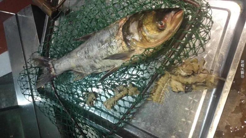 疑商家缺斤短兩，情侶“魚骨拼圖”維權(quán)