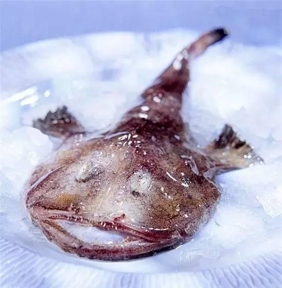 知識庫｜奇丑卻極美味的魚，餐廳趕緊上新菜！