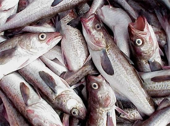 知識(shí)庫｜這種魚可以一魚36吃，你餐廳還不上菜？|餐飲界