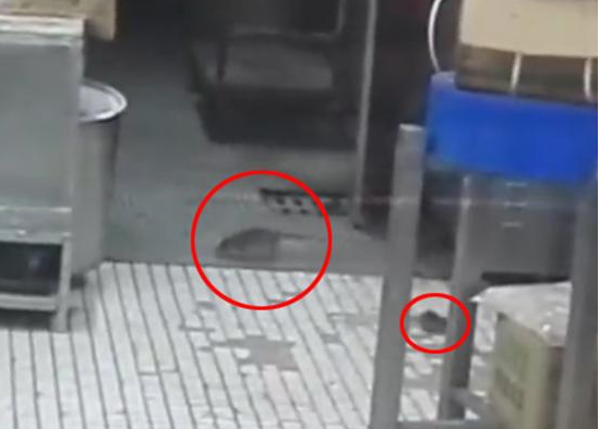 上海南京東路沈大成餐廳老鼠出沒，市場監(jiān)管局：3月剛滅鼠