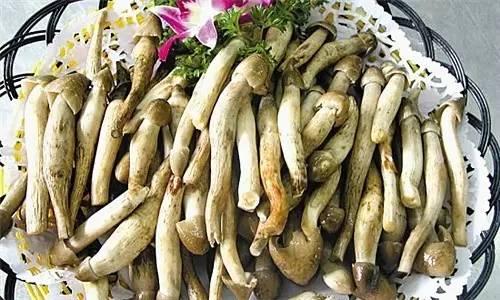 荔枝菌，可遇不可求的“嶺南菌王”