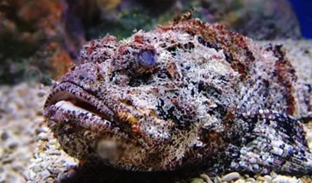 知識庫｜如何處理、烹飪世界最毒的海魚？
