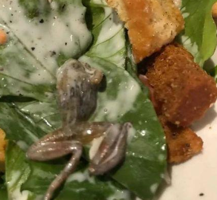 惡心！她餐廳吃飯竟吃出整只死青蛙