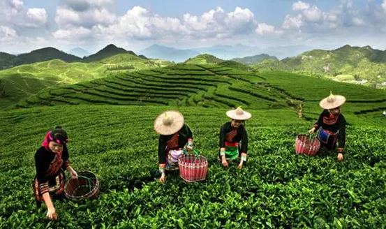 皇茶、喜茶之后，茶飲界又冒出一“黑馬”烏龍煎