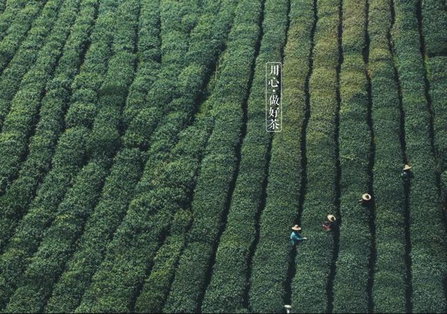 如何掘金500億新茶飲市場，打造一杯有故事的黑龍茶？