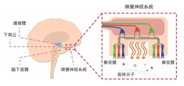 讓消費者欲罷不能的氣味營銷，餐飲人該如何實現(xiàn)？ | 餐見