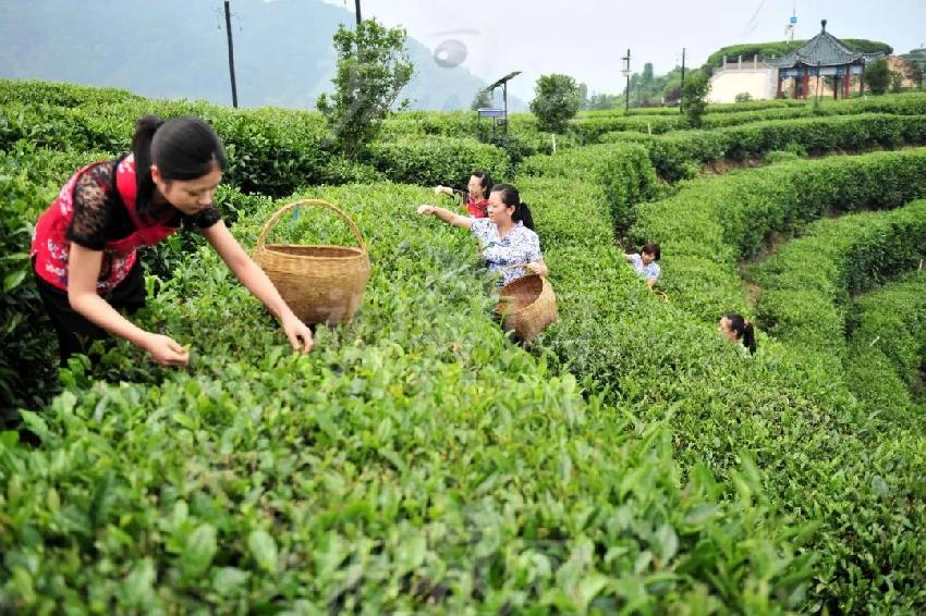 以產(chǎn)品或空間打底來(lái)售賣生活方式，這才是井噴的新茶飲品牌的歸路？