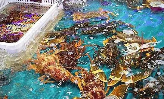 海鮮之戰(zhàn)：上半場活鮮炒作已曲終，下半場冷凍海鮮厚積薄發(fā)？|餐飲界