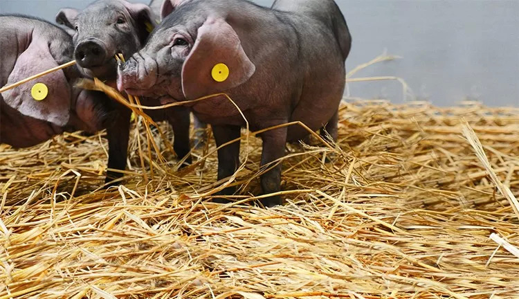 網紅味央豬尋找全球廚房合伙人：我有肉，你有廚房嗎？ | 熱點