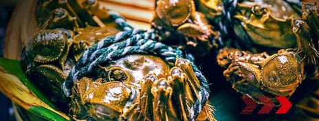 “秋風(fēng)響，蟹腳癢”，順豐同城急送推出大閘蟹專送服務(wù)