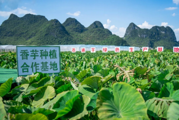 在檳榔芋優(yōu)質(zhì)產(chǎn)區(qū)共建種植基地，喜茶持續(xù)推動新茶飲供應(yīng)鏈專業(yè)化發(fā)展|餐飲界