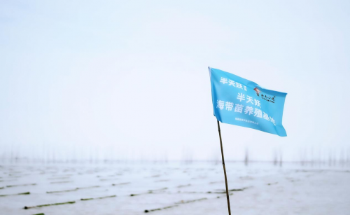 霞浦海帶苗豐收季：半天妖助力產(chǎn)業(yè)騰飛，守護(hù)“舌尖上的鮮嫩”